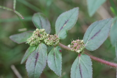 Euphorbia hirta